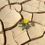 Know-How: Healthy Player-Base Ecology Or Why MMO Worlds Get Deserted If there Are No Role-Players Around