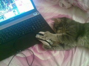 Back to life again :) Introducing the Gamer Cat!