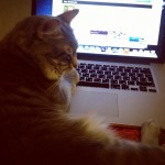 #cat #catlove #caturday #cuteanimal #animal #ilovecats #instacat