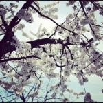 #nature #fresh #white #spring #flowers #sweet #flower