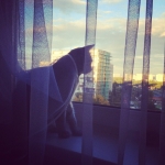 #cat #kitty #caturdayiscoming #cute