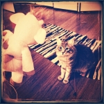 More #cute #cat pictures – my #kitty a-la #vintage
