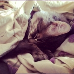 #my #cat sleeping right now #animal #cute #sweet #smile #friends #bestfriends