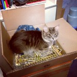 Winter… Time for cats to start nesting lol #cat #instacat #instacute #catoftheday