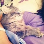 #me and my #cat, the #kitty sleeping so #cute #awww #cute #cuteanimals