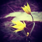 #flower #cute #sweet #fragile #beautiful #nature #yellow #flowers #macro #picoftheday #bestoftheday #photooftheday  created with #Snapseed