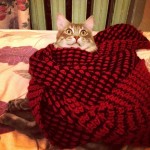 My #cat is all prepared for the weather lol #instacat #instacute #catoftheday #catlove #catsareawesome #funny #winter #russian