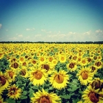 A field full of #sunflowers! #sun #summer #nature #flowers #fun #pretty #yellow