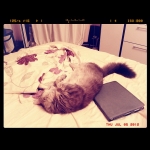 My #cat sleeping after playing with #ipad #kitty #cute #animals
