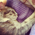 #caturday #cat #catlove #bestfriends #cute #cutest #animallove #love #awww #instacat #instacute