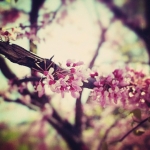 #summer #pink #flower #nature #pretty #flowers created with #Snapseed