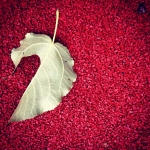 #red #autumn #nature #contrast