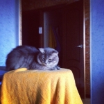#cat #kitty #kitteh #cute #yellow #blue #cuteanimal