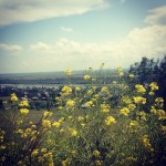 Just an old pic of #summer #flowers #лето #дон #степь