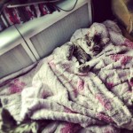 #caturday #cat #catlove #catsareawesome #catoftheday #instacat #catsrule #instakotik #кот #котэ #коте #котикдня #субкота