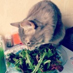 #cat #vegetarian #Caturday #instacat #instakotik #catsrule #catsareawesome #кот #котик #инстакотик #котэ