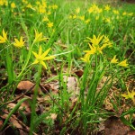 #spring #flowers #yellow #весна