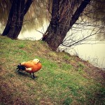 #duck #bird