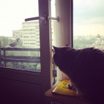 #cat #bird #cute