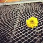 #yellow #abstract #metal #flower